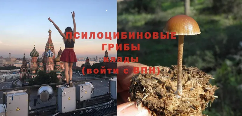 наркота  Братск  Галлюциногенные грибы Magic Shrooms 